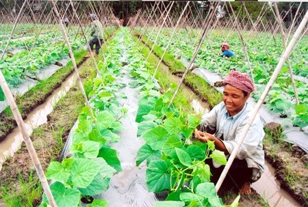 Sample farming models – key to success of Vietnam’s agricultural restructuring - ảnh 2